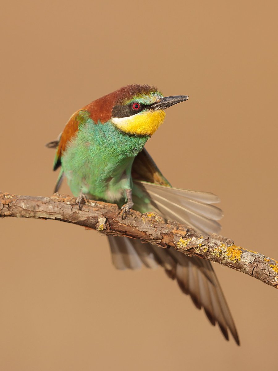 European Bee-eater practicing morning yoga on his favorite perch. Spain, 2024. corderonature.com