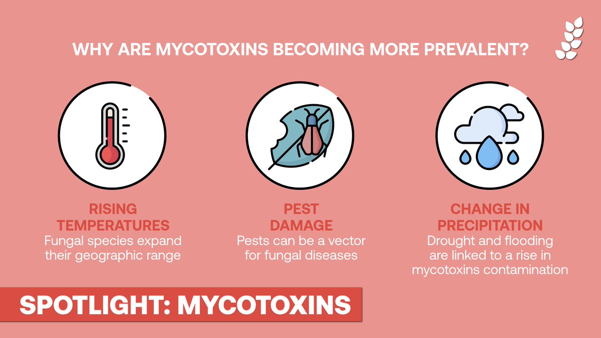 COCERAL_EU's tweet image. You might have heard of #mycotoxins as a growing threat. But what are they exactly? 🤔 

Mycotoxins are metabolites of fungi growing on crops. 🍄🌾

And due to #ClimateChange, farmers and traders alike are seeing them more and more ⬇

#WeeklyCOCERAL