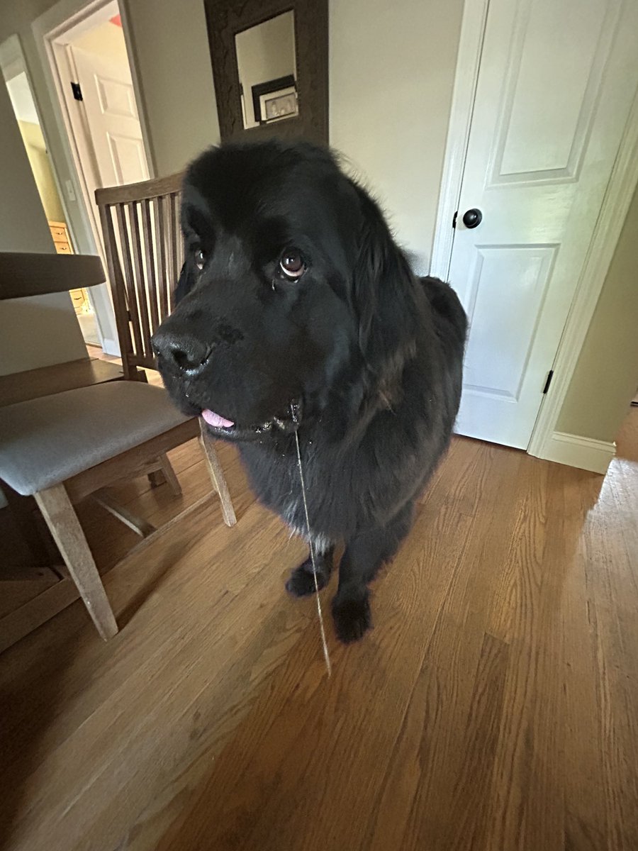 Gus the Newfoundland tweet media