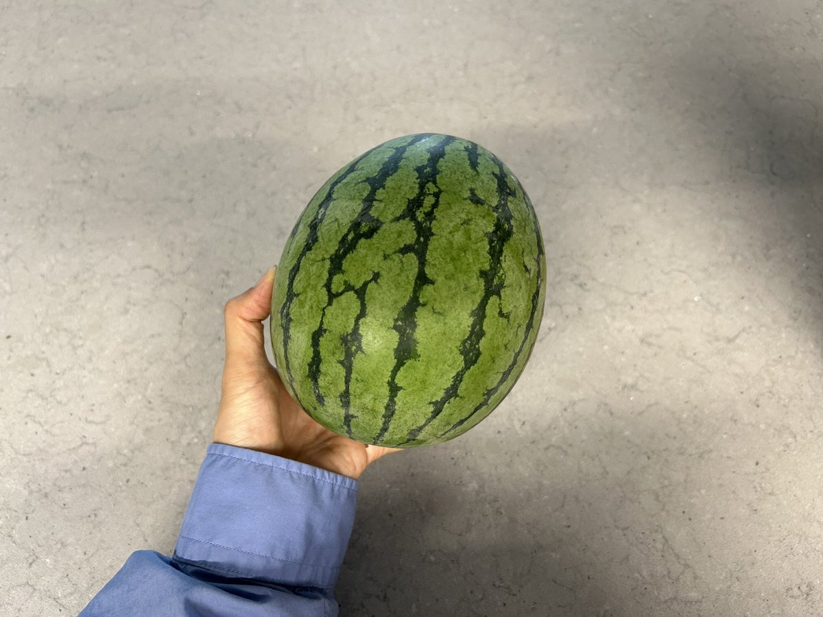 넘넘 기엽지 엄마가 키운 애기수박이얌🍉