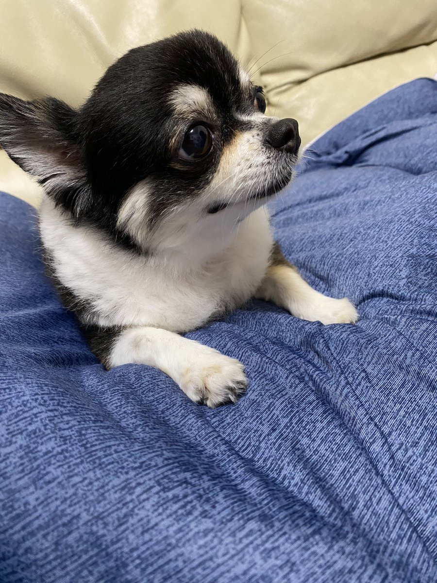 aiTIMEs's tweet photo. ママの肩越しに
移動

#チワワ
#チワワ党
#犬のいる暮らし https://t.co/Ea6VKbJBDZ