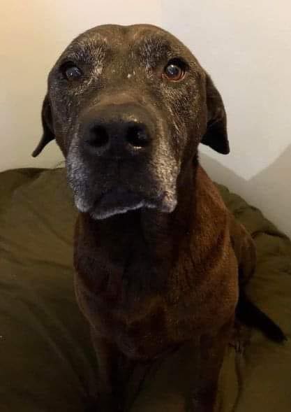 I got my dog when I was just 19 years old and a single mother of 1. I kept my dog. I kept my dog even though I moved into an apartment and had to pay a $500 pet fee. I kept my dog when my boyfriend and I broke up and he kept the apartment even though my new place didn't allow