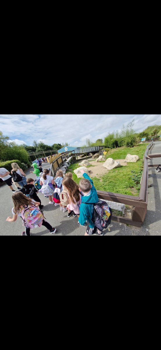 Rhigos Primary tweet media
