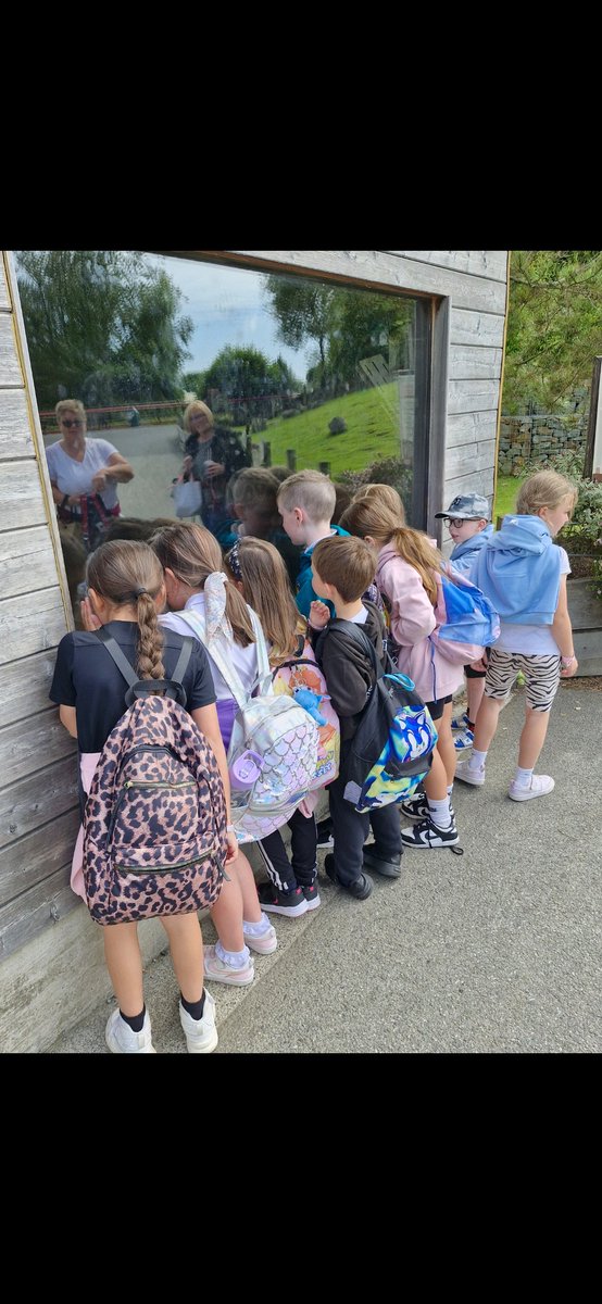 Rhigos Primary tweet media