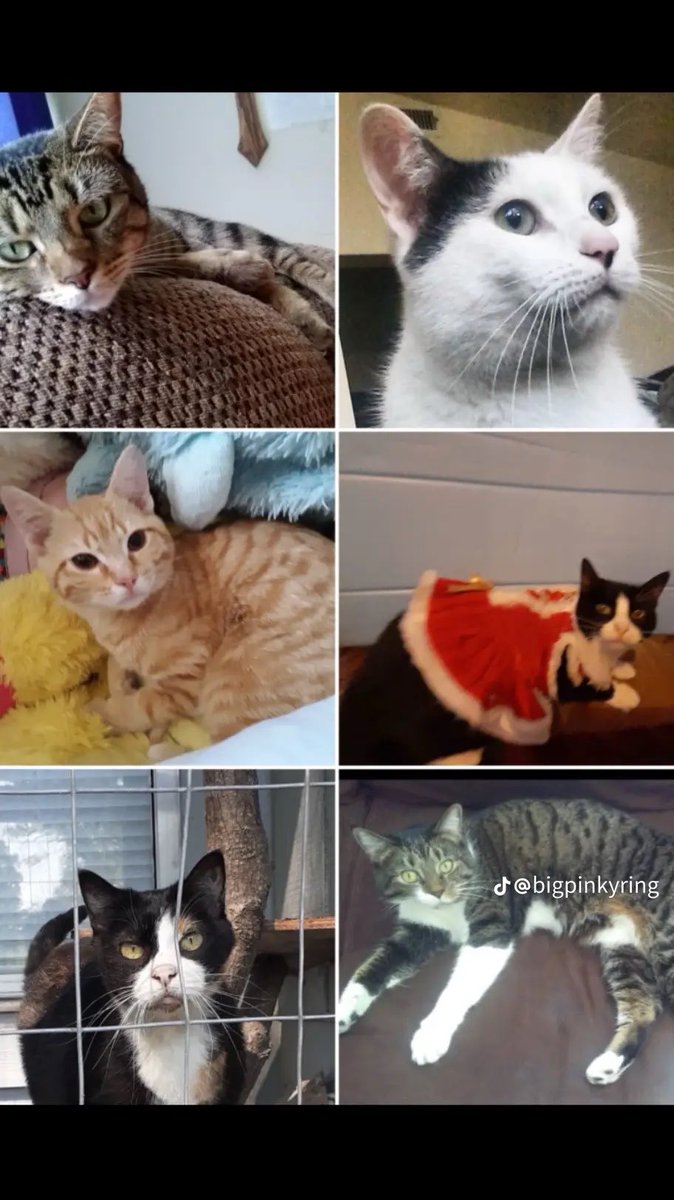 A few of our munchkins w/ <a href="/bigpinkyring/">Bigpinkyring</a>