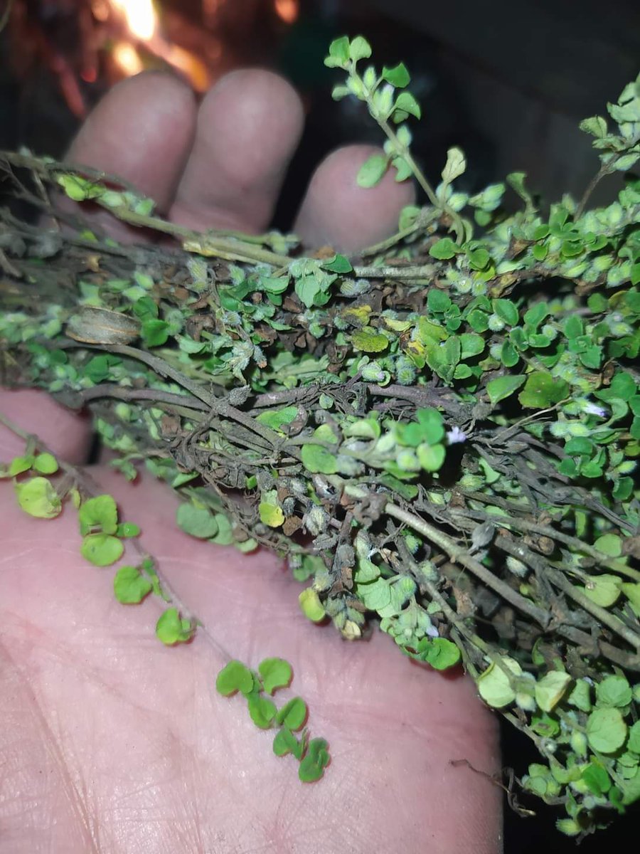 RichardDavila30's tweet photo. ¿Sabías que?
El Sunfo es una planta herbácea, rastrera, sin frutos, de hojas opuestas, que posee flores hermafroditas. 
Es reconocida por su particular aroma que es un poco fuerte.
Especialmente usado para el soroche o mal de altura, que se produce por la falta de oxígeno en las altitudes, generalmente presentada en la gente que trabaja en los páramos, montañistas y viajeros.
La planta de Sunfo crece en las montañas aproximadamente de 3.400 a 5.000 m s.n.m.
