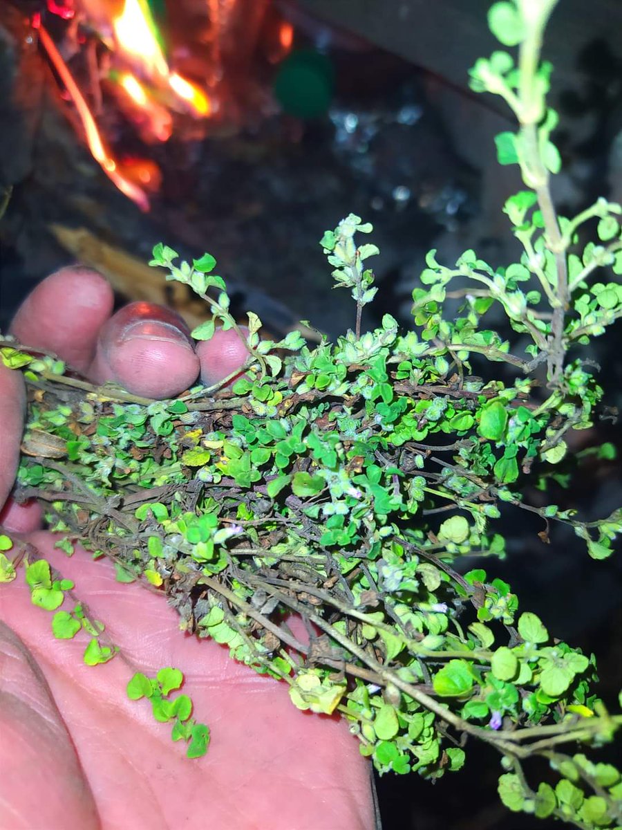 RichardDavila30's tweet photo. ¿Sabías que?
El Sunfo es una planta herbácea, rastrera, sin frutos, de hojas opuestas, que posee flores hermafroditas. 
Es reconocida por su particular aroma que es un poco fuerte.
Especialmente usado para el soroche o mal de altura, que se produce por la falta de oxígeno en las altitudes, generalmente presentada en la gente que trabaja en los páramos, montañistas y viajeros.
La planta de Sunfo crece en las montañas aproximadamente de 3.400 a 5.000 m s.n.m.