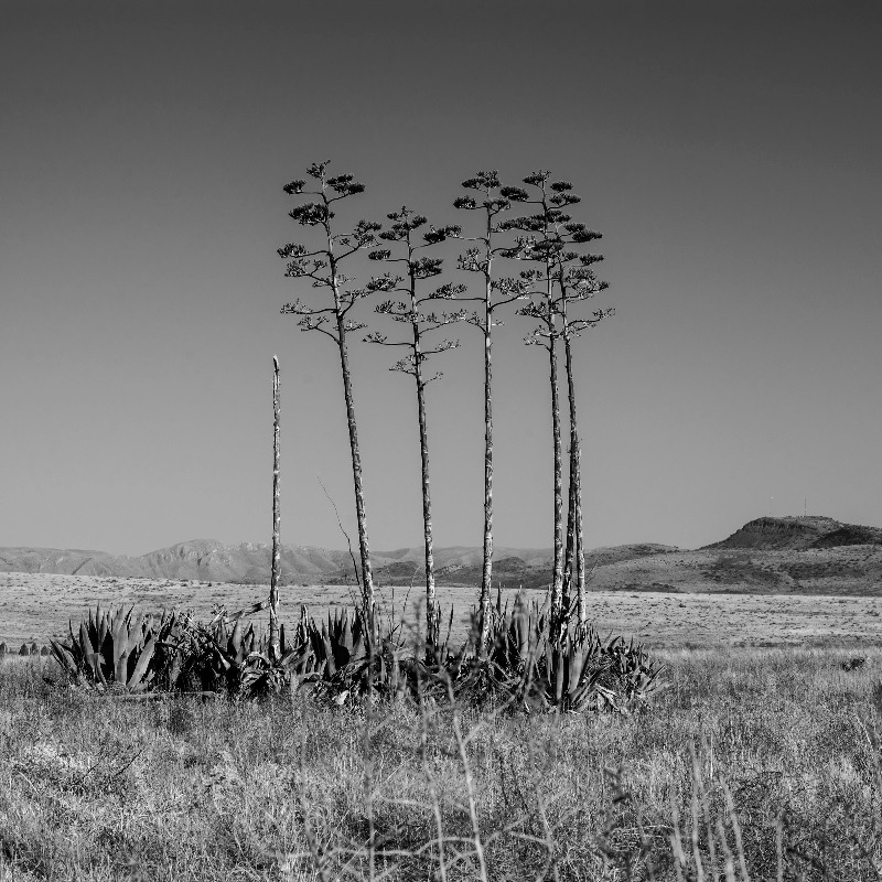 "Century Plants, North of Alpine, TX" by Justin Burrus from the #AlpineTXPhoto Contest #alpinetexas #texastodo

See more great Alpine photos:
visitalpinetx.com/photos/century…