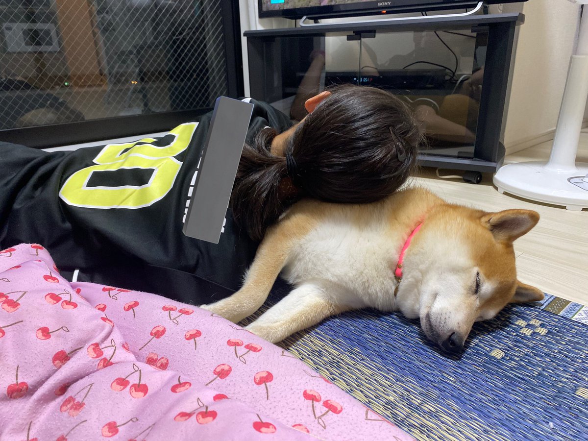 shibainu_roco's tweet photo. 姪っ子の枕になってあげる優しい子☺️🍀 https://t.co/TriwEqjzj9
