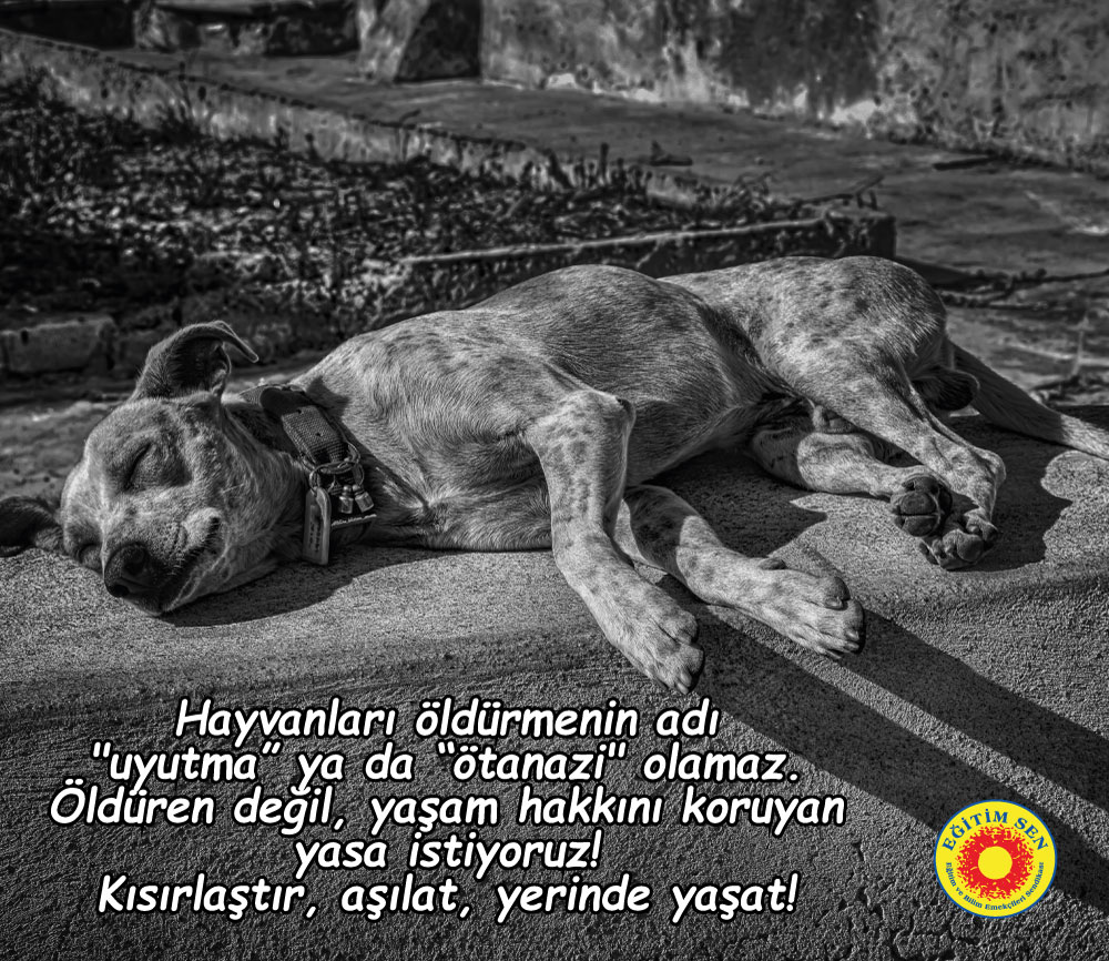 ⚫️Hayvanları öldürmenin adı "uyutma" ya da "ötanazi" olamaz. Öldüren değil, yaşam hakkını koruyan yasa istiyoruz!
Kısırlaştır, aşılat, yerinde yaşat!
#KatliamıYasalaştırma
#YasayıGeriÇek