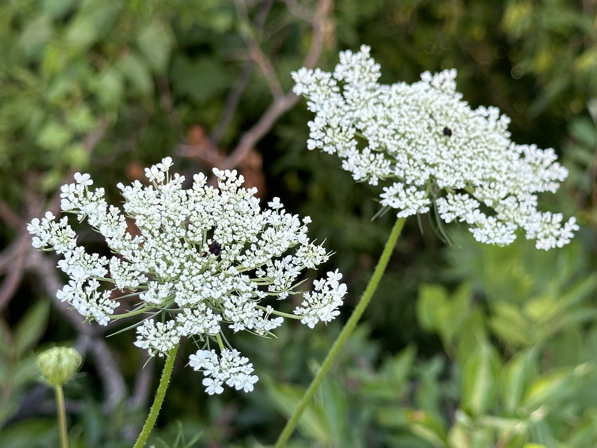 “Mi alma te desea por la noche
y mi espíritu te busca por la mañana,
porque tus mandamientos son la luz de la tierra
y enseñan justicia a los habitantes del orbe”. Is. 26