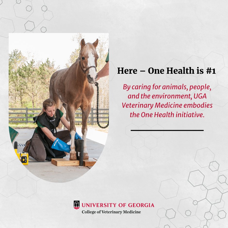 ugavetmed's tweet photo. One Health isn't just a talking point. It's a belief.
A One Health approach cares for animals, humans, and the environment at the #UGACVM. Our research helps people and animals liver better lives.
--
➡️Learn more: https://t.co/dtjKKFEV4g
#vetdawgs #ugacvm #ugavetmed https://t.co/ADt5tfUg6v