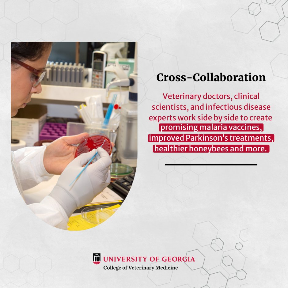 ugavetmed's tweet photo. One Health isn't just a talking point. It's a belief.
A One Health approach cares for animals, humans, and the environment at the #UGACVM. Our research helps people and animals liver better lives.
--
➡️Learn more: https://t.co/dtjKKFEV4g
#vetdawgs #ugacvm #ugavetmed https://t.co/ADt5tfUg6v