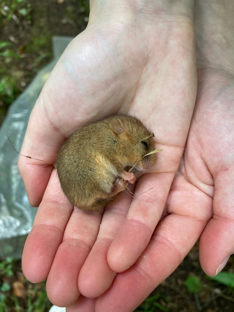 SWTConsultancy's tweet image. Caught napping on the job at a project site in Cheddar yesterday 💤.

Did you know that dormice are barely seen as they spend most of their time snoozing. They are even known to snore! 😴