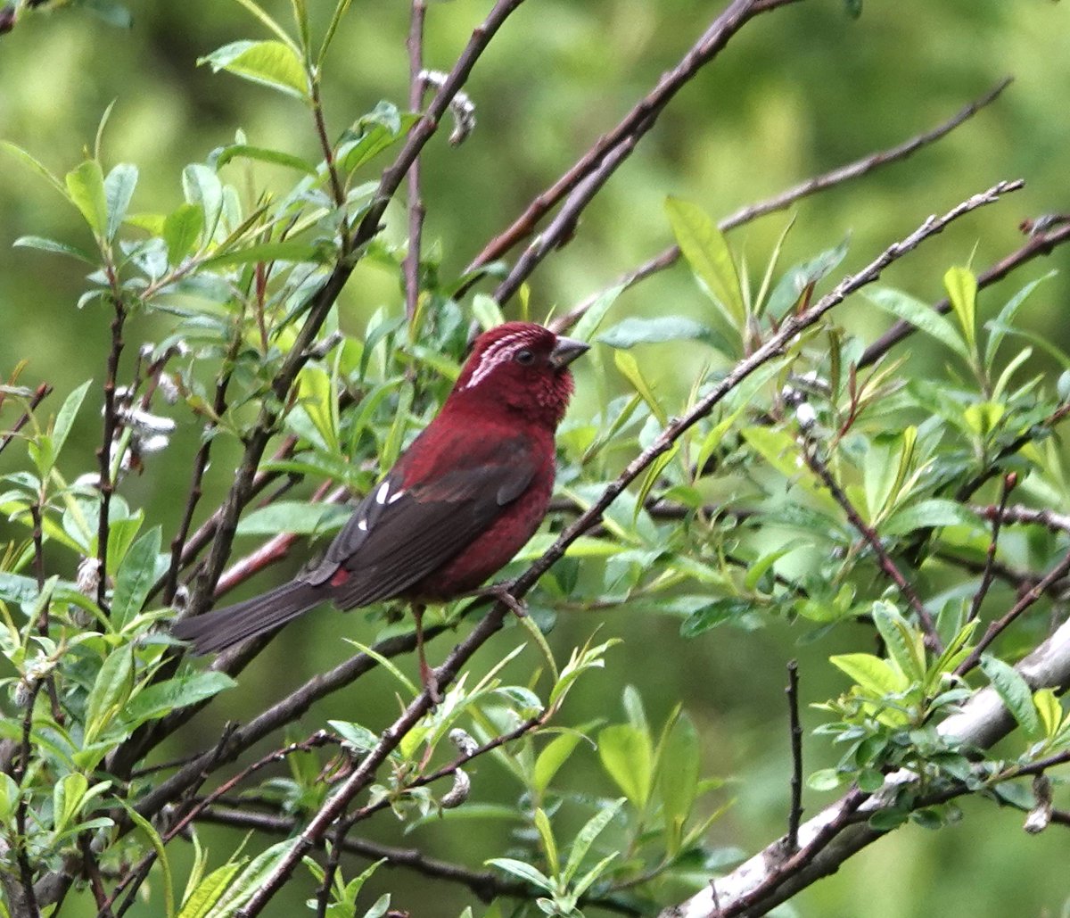 China/Sichuan <a href="/BirdingSichuan/">Sichuan birding</a> many Rosefinch species seen on the recent trip, including Dark-breasted, Common, Pink-rumped, Sharpe`s, Three-banded, Chinese White-browed, Streaked and this Violaceous Rosefinch one of the most frequently seen.