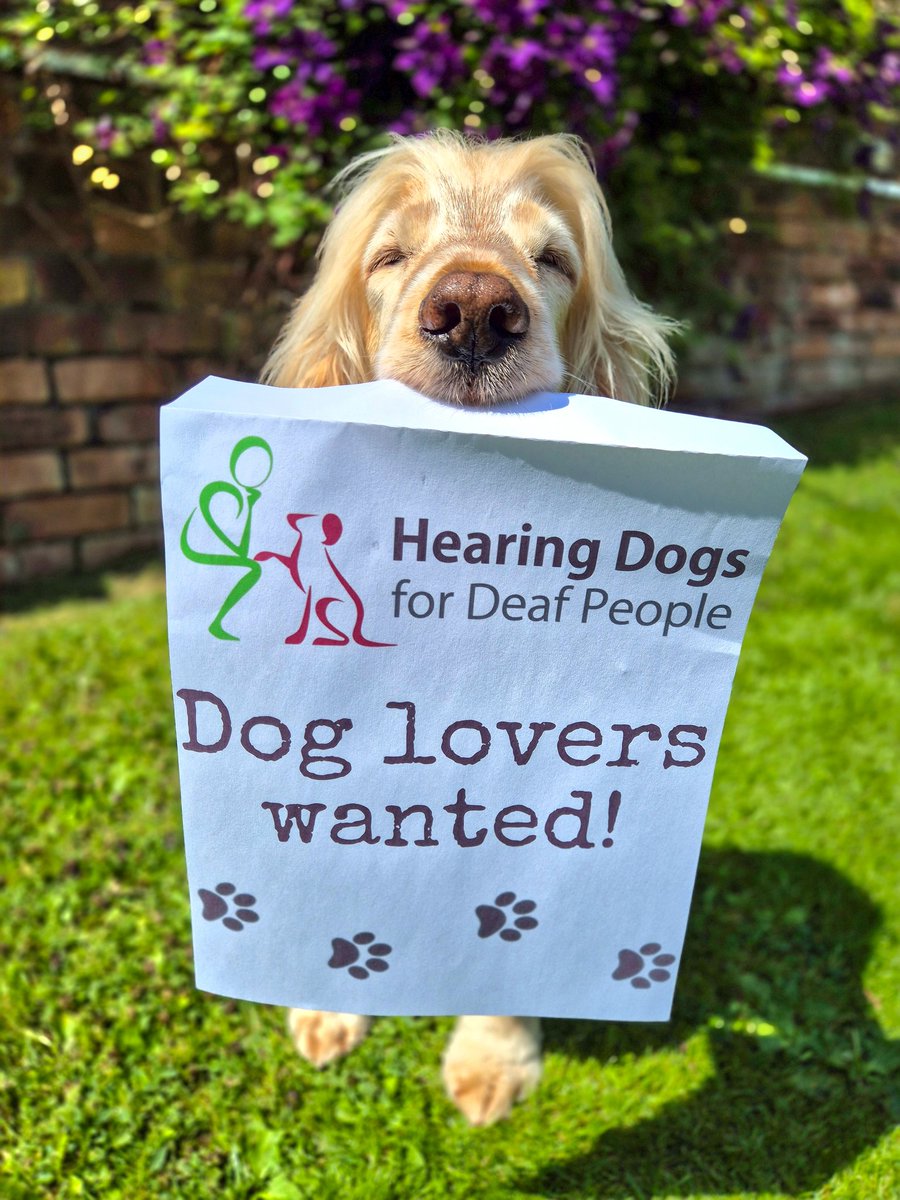 321SaZ123's tweet image. ⚠️ Dog lovers wanted! ⚠️ 
@HearingDogs are looking for amazing volunteers to help them care for and train their gorgeous puppies to become life-changing hearing dogs. Can you help? If so, here's the link where you can find out more information about it. hearingdogs.org.uk/volunteering/p…