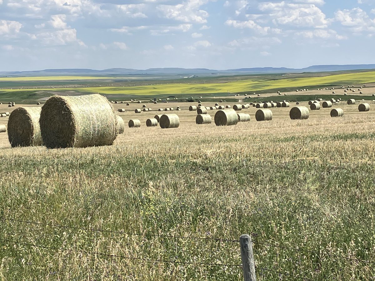 Hay crops across southern Alberta are very good for the first time in a few years. 
Great for area ranchers!
Unfortunately, hot dry July conditions are starting to take a bit of a toll on some spring seeded crops. 
In S AB, we are never more than a few weeks away from a drought!