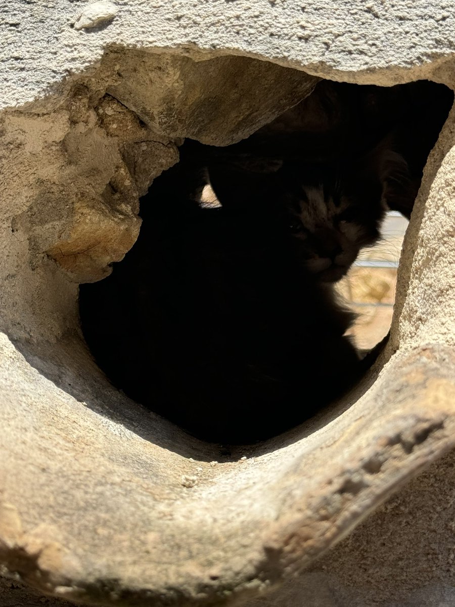 Lesp’titspoilus🐾 tweet media