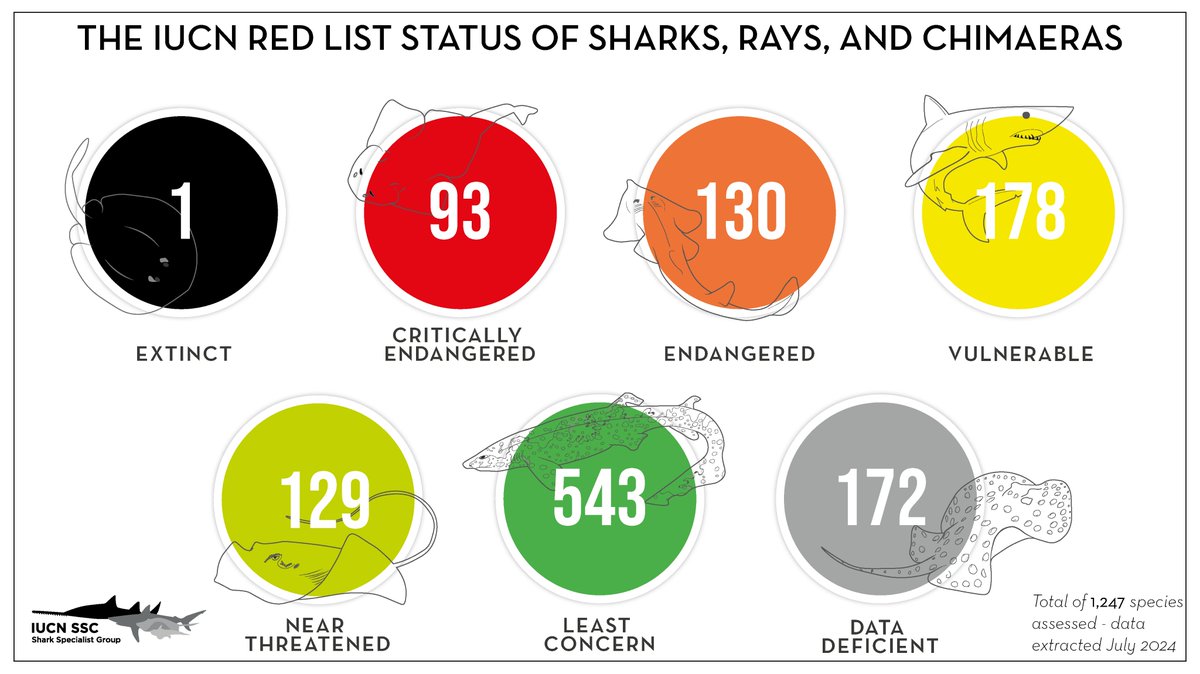 The IUCN Species Survival Commission Shark Specialist Group recently completed some reassessments, and here is the most recent IUCN Red List status of sharks, rays, and chimaeras. #WeAreSSC #SpeciesSurvival #ConservationPartners #SSCleaders #ConservationImpact #VolunteerNetwork