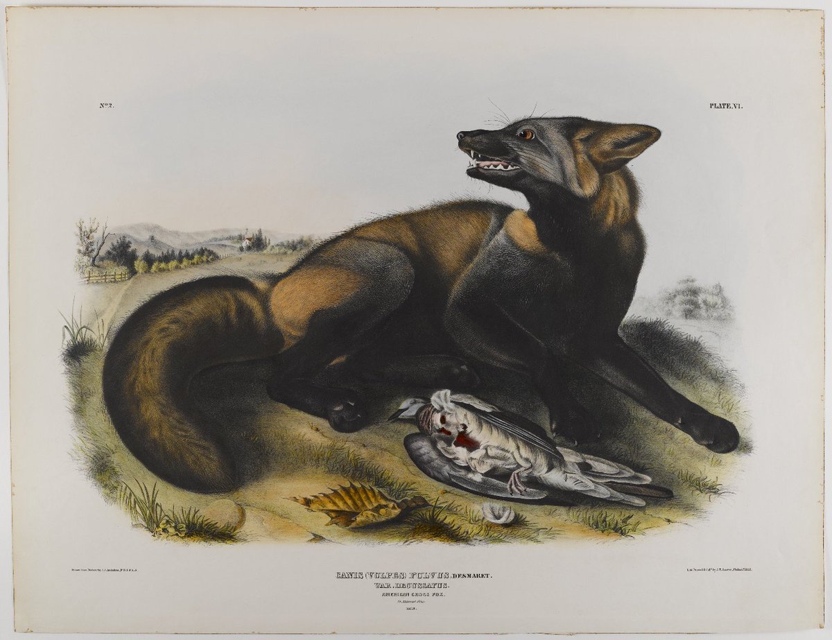 ArtistAudubon's tweet photo. American Cross Fox https://t.co/8nEwzd5f86 https://t.co/5nB2Bnk9C4