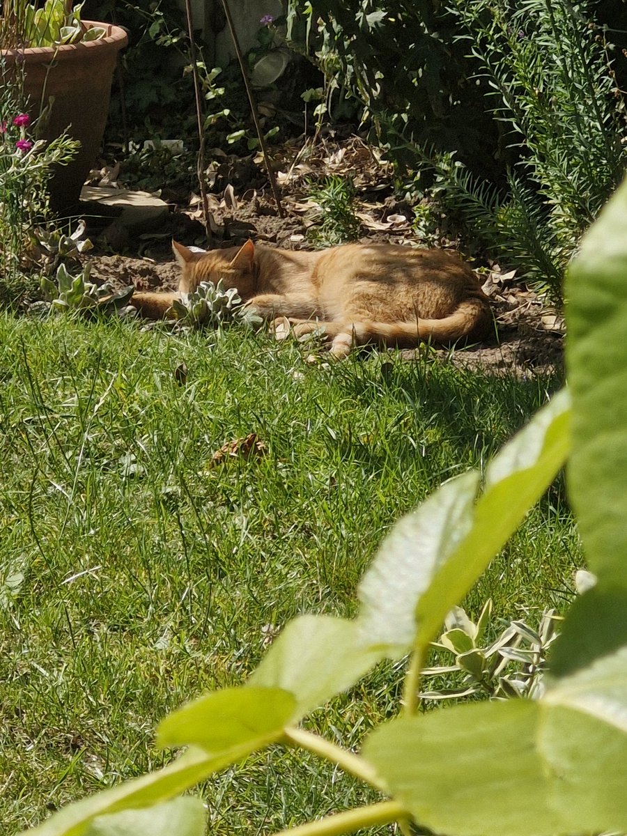 Starsky3Hutchin's tweet photo. Good #SunnyAfternoon X Gang. We've been rather quiet on here lately - Soz πΉ For anyone who has missed us, we're still here & I'm settled for the afternoonπ» Hugs & Fab-u-lous Purrs - Hutchinson x
#GingeAndTuxi #Sunshine #GingerCats #GingerCatsRock #CatsOfX #AdoptDontShop #Cats https://t.co/ccsGyupyRz