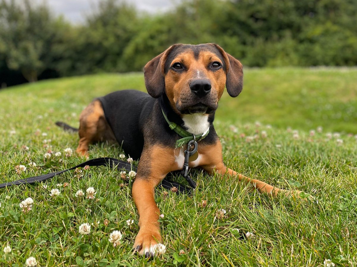cotsdogscats's tweet photo. Could you offer Watson the calm and understanding home he needs? 🏡

This handsome boy has lived a very sheltered life, and is now looking for some loving and patient adopters to build his confidence and show him the joys of walkies! 

https://t.co/9jo6cxsaWd

#RescueDog #BeagleX https://t.co/83ADkEV5tB