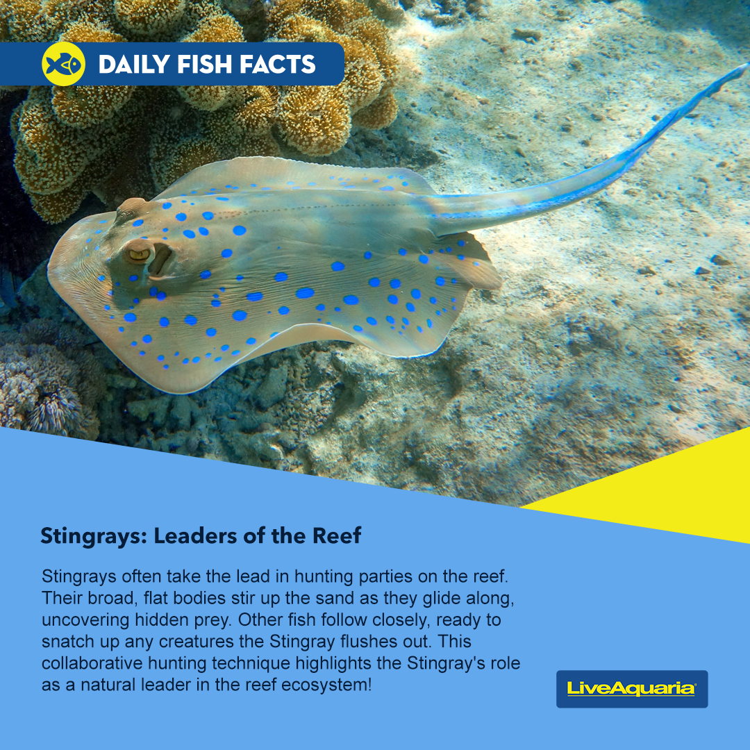 LiveAquaria's tweet photo. You’ve got a friend in me! See how other marine fish benefit from the gliding action of stingrays in a nutritional game of follow the leader!
https://t.co/D1xv1wIbQ0
#fishfact #marinefish #stingray #reef https://t.co/i2qrQhHhM6