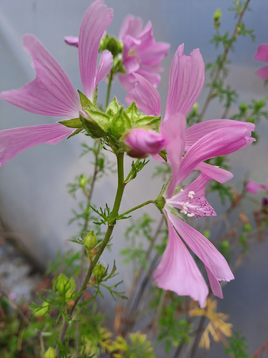HealthySpacesWC's tweet image. 🌳Walsall&apos;s Community Tree Nursey 🐝

👏It was all looking a little overgrown this morning, but thanks to the dedication of Walsall&apos;s Tree Wardens the tree beds at Walsall&apos;s Community Tree Nursery are once again looking good.🤩

#Walsall #TreeWardens