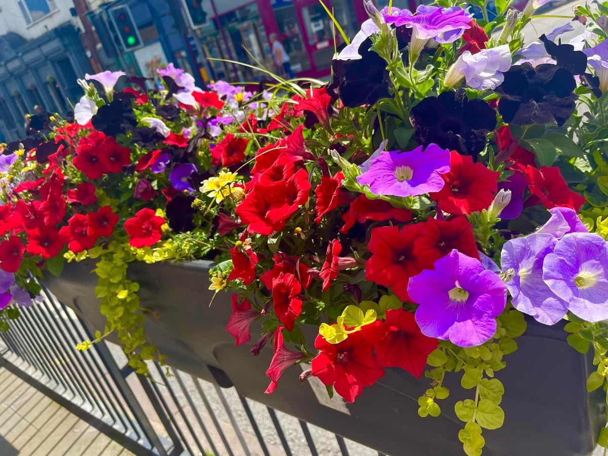 MeltonBid's tweet photo. The Olympic themed summer planting is looking fabulous in the sunshine 🌺🌼@MeltonBC @BloomMelton  #melton #meltonmowbray #inbloom https://t.co/IVZScsMT61