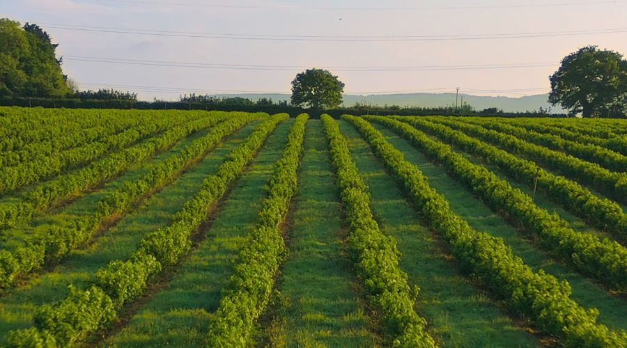FruitandVineMag's tweet image. Ribena’s producer and UK’s soft drinks manufacturer is leveraging AI technology to reveal a remarkable story of biodiversity across a number of its blackcurrant farms this harvest season.  

fruitandvine.co.uk/ribena-blackcu…

#blackcurrant #britishfruit #biodiversity @SuntoryBF_GBI