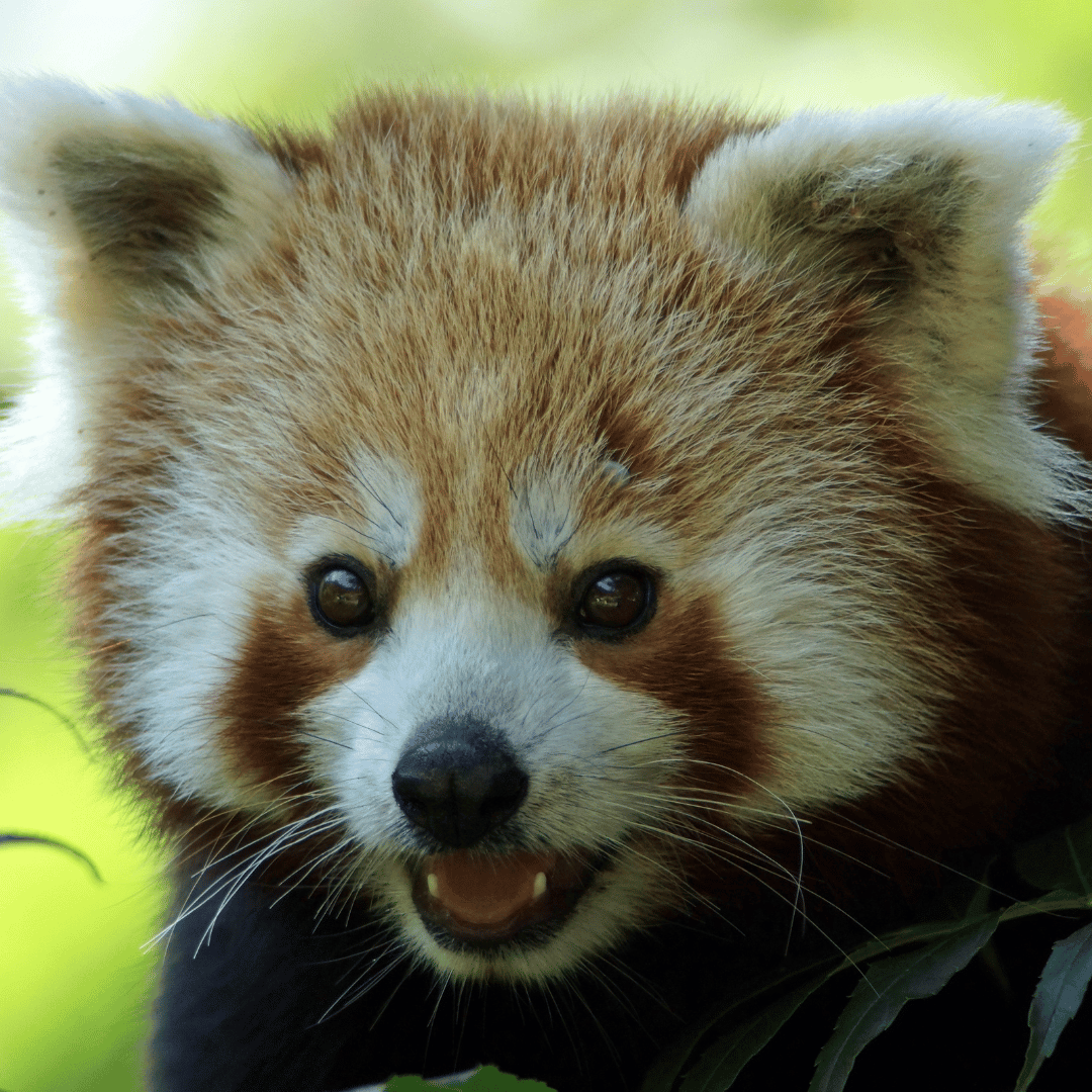 RedPandaNetwork's tweet photo. Happy birthday to @KeolaKumaneko! 🎉  We are so grateful for your amazing support of red panda conservation. Keola's birthday campaign started today and she is already over 50% to reaching her goal of raising $2,500! 🙌

Please join us in celebrating Keola's birthday and help her reach her goal with a donation today! 🐾https://t.co/dUu6apDwPs