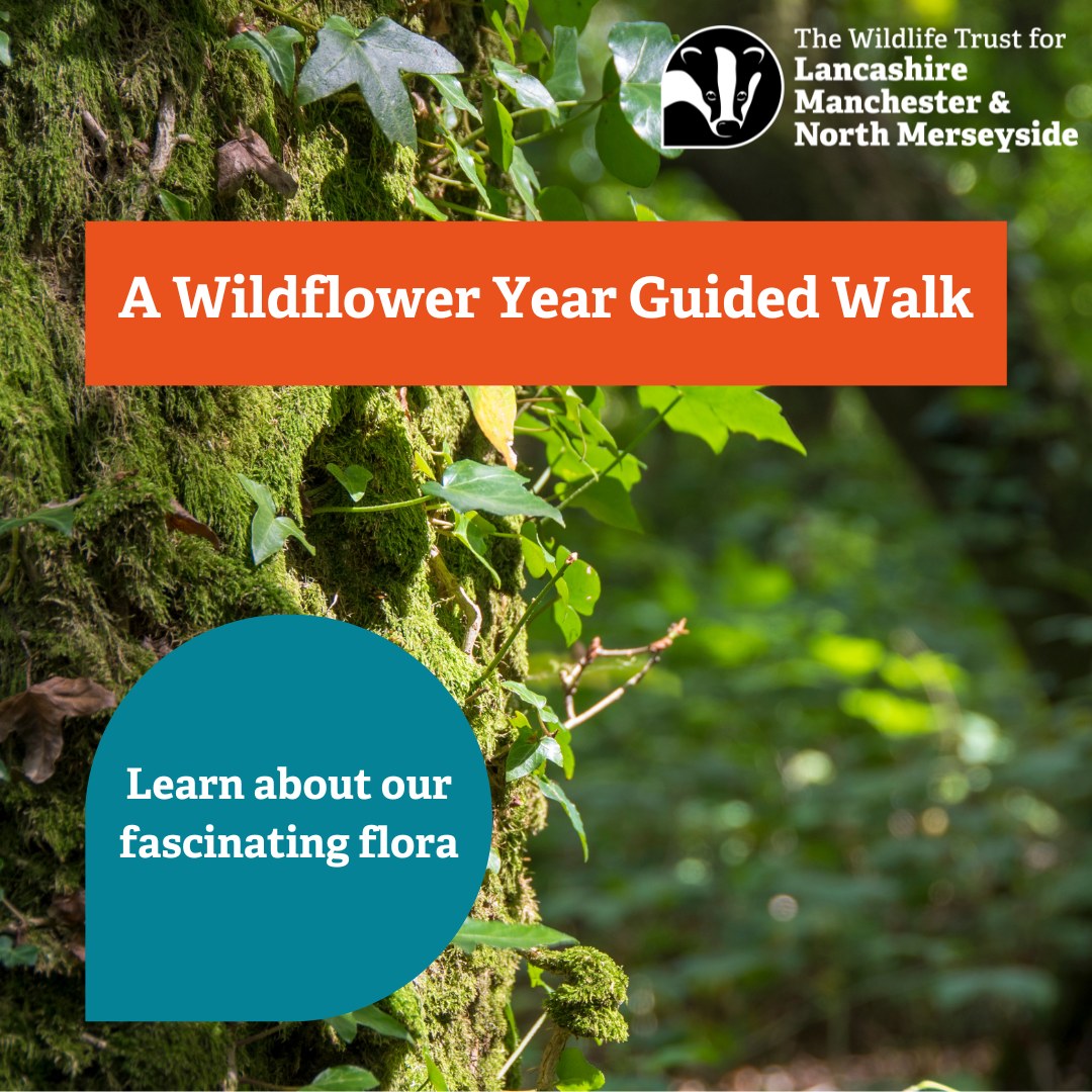 visitBrockholes's tweet photo. Take a walk on the wildflower side! 🌼

Join us for a guided tour of Brockholes this Friday and gain a fascinating insight into the flora of the reserve, and how it magically changes throughout the year.

🕥 10:30am - 12:30pm

Secure your place: https://t.co/JhZ1p53pR8 https://t.co/wSW0Fl2jBt