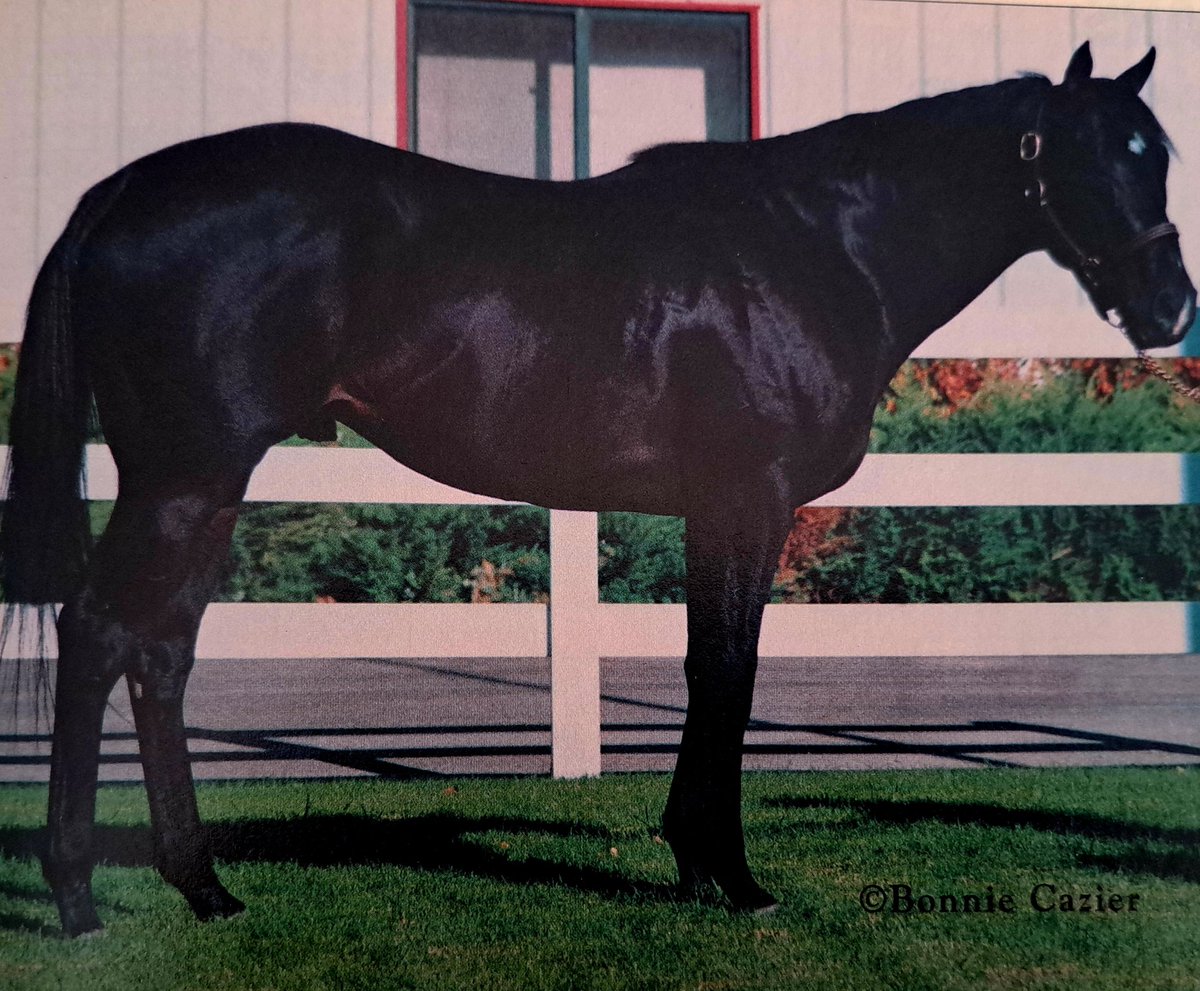 HORSERACING1002's tweet photo. BUSTOPHER JONES🇺🇸1996
(STORM CAT - MINE ONLY BY MR PROSPECTOR)
#BustopherJones
B/ Peter E. Blum (Ky) May 17, 1996
O/ Coolmore
T/ Barry Knight
KEEJUL $675,000
10-1-2-1---$46,320
Mdn at Monmouth Park,
Stood Schvaneveldt Ranch🇺🇸Sired Along Came Jones, https://t.co/VCVkFDnLWH