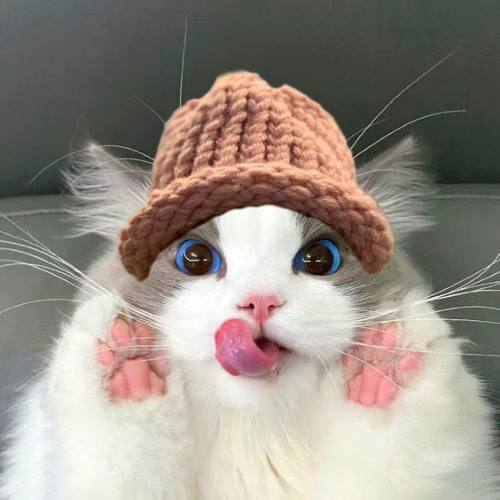 deecayz's tweet photo. hey @mrsolana69 
rate this $LEEKI wif hat just like your dog pfp

community is really active here https://t.co/2GPaznkndH