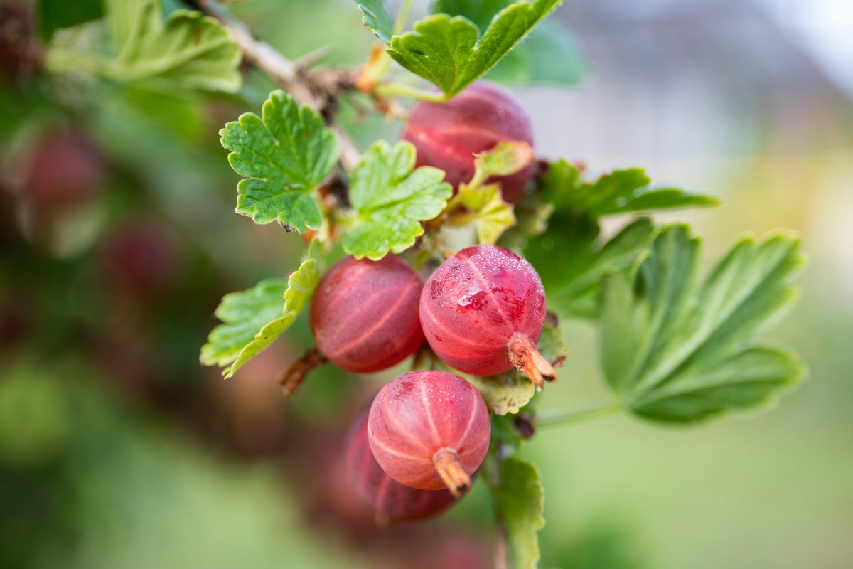 Canada's tweet photo. Picked off prickly bushes, grown across Canada and closely related the #Currant, #Gooseberries are a hidden gem among Canadian fruits! The sweet berries come into season in mid-July, making now prime gooseberry harvest time! What’s your favourite way to eat gooseberries? 🫐 https://t.co/rfME2SKJCy
