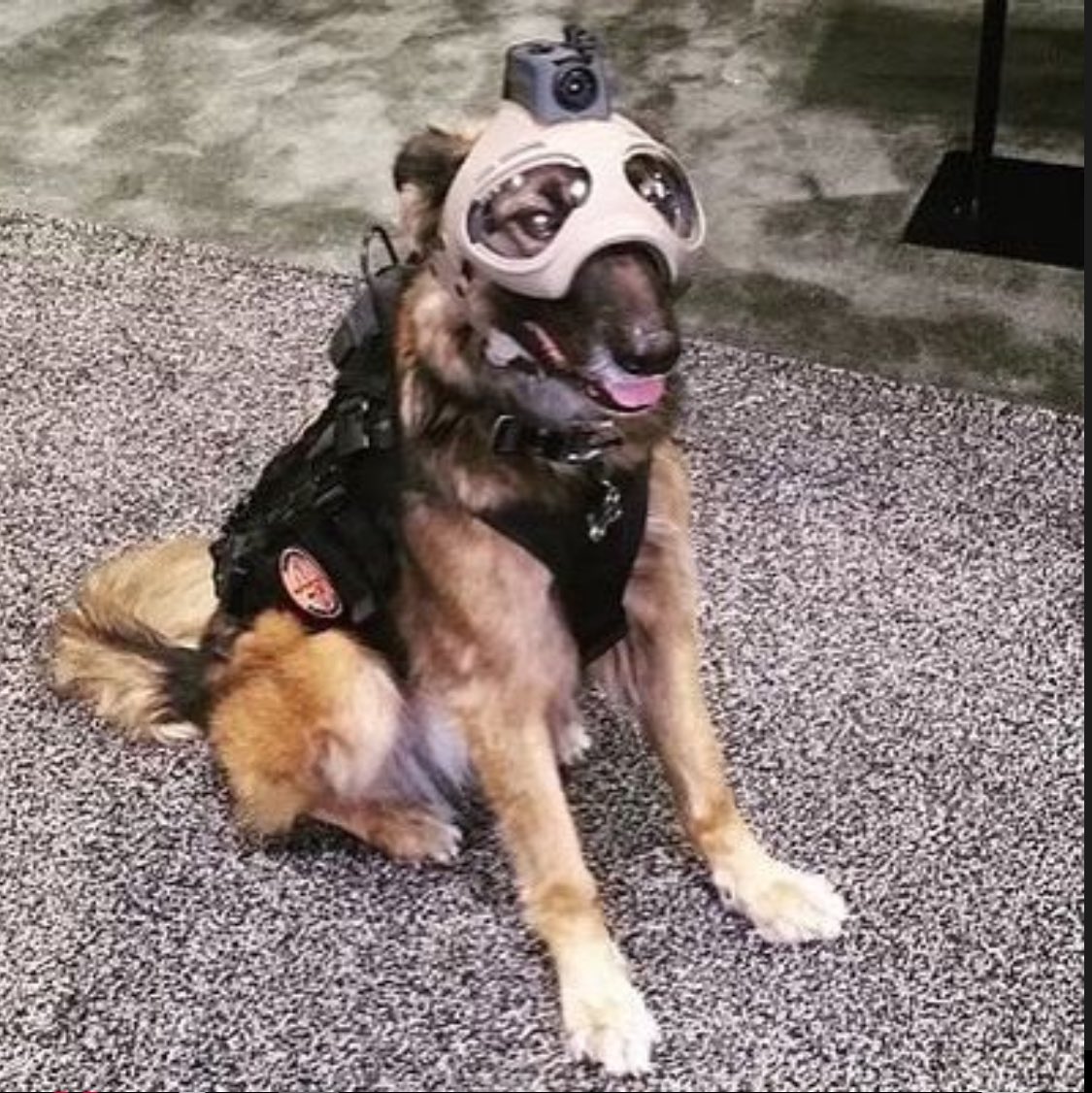 _oeJP's tweet image. Canigou mon sac à puces préféré ❤️