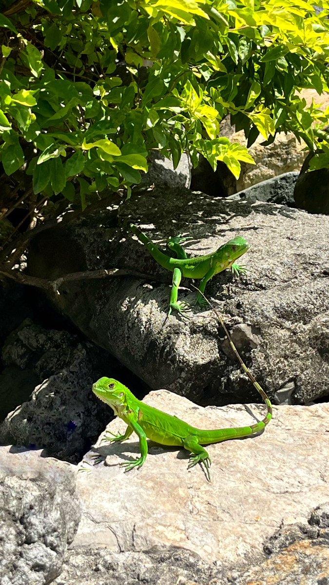 Observando a la naturaleza en pleno centro de #Guayaquil. 
💚 Parque Seminário 💚