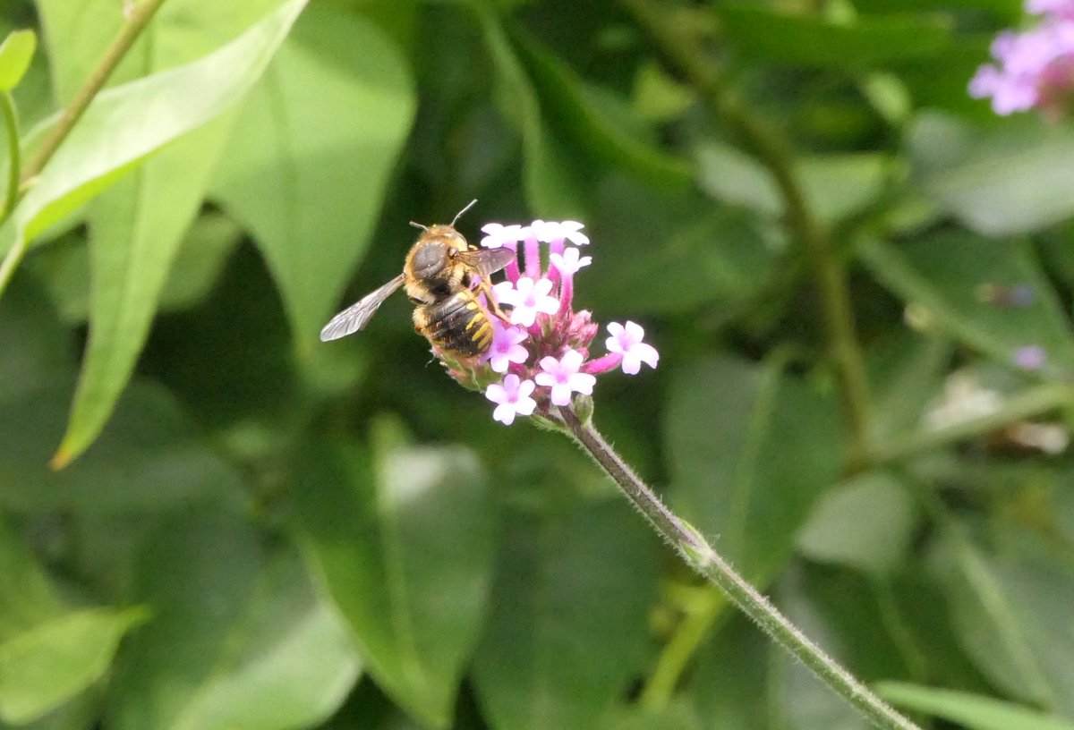 Nesquik1962's tweet photo. And the return of my #WoolCarderBee. Hello gorgeous ๐ @BumblebeeTrust #Bee #EastHam https://t.co/cPafNWGNcJ