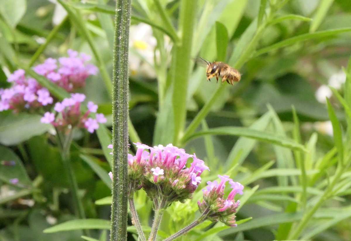 Nesquik1962's tweet photo. And the return of my #WoolCarderBee. Hello gorgeous ๐ @BumblebeeTrust #Bee #EastHam https://t.co/cPafNWGNcJ