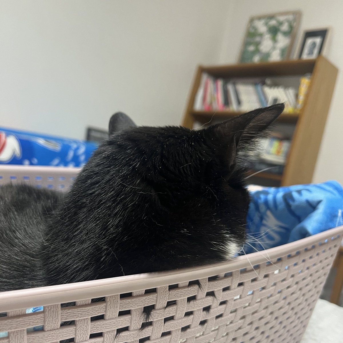 순순히 다이소 바구니 고양이가 된 꼬마