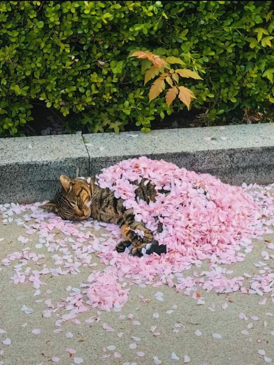 Samira93S's tweet image. Don’t stop farming $LINGO 💎
بازم بهم کارت تکراری داد
بعید میدونم شامل ایرش بشم، کلا ۴ نوع کارت گرفتم تا حالا🥺
حمایت کنید لطفااا❤️
@Lingocoins