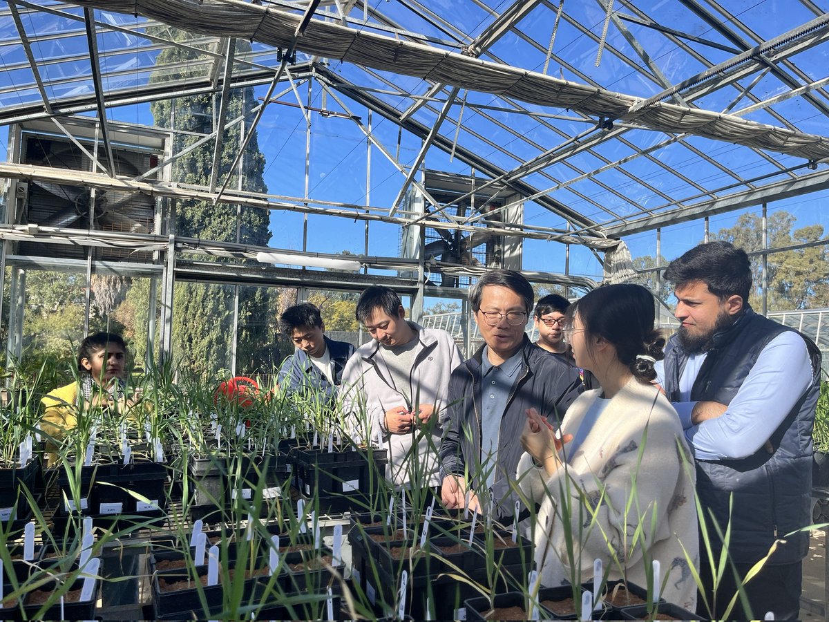 Chen_yinglong's tweet image. Glasshouse experiments to investigate interactive effects of low #phosphorus and #salinity/#flooding/#rhizosphere #micobes/#acidity/#drought  led by students &amp;amp; visitors

@UWAresearch @IOA_UWA @SAgE_UWA
