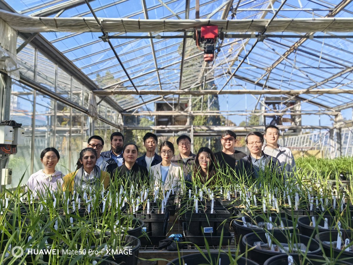 Chen_yinglong's tweet image. Glasshouse experiments to investigate interactive effects of low #phosphorus and #salinity/#flooding/#rhizosphere #micobes/#acidity/#drought  led by students &amp;amp; visitors

@UWAresearch @IOA_UWA @SAgE_UWA