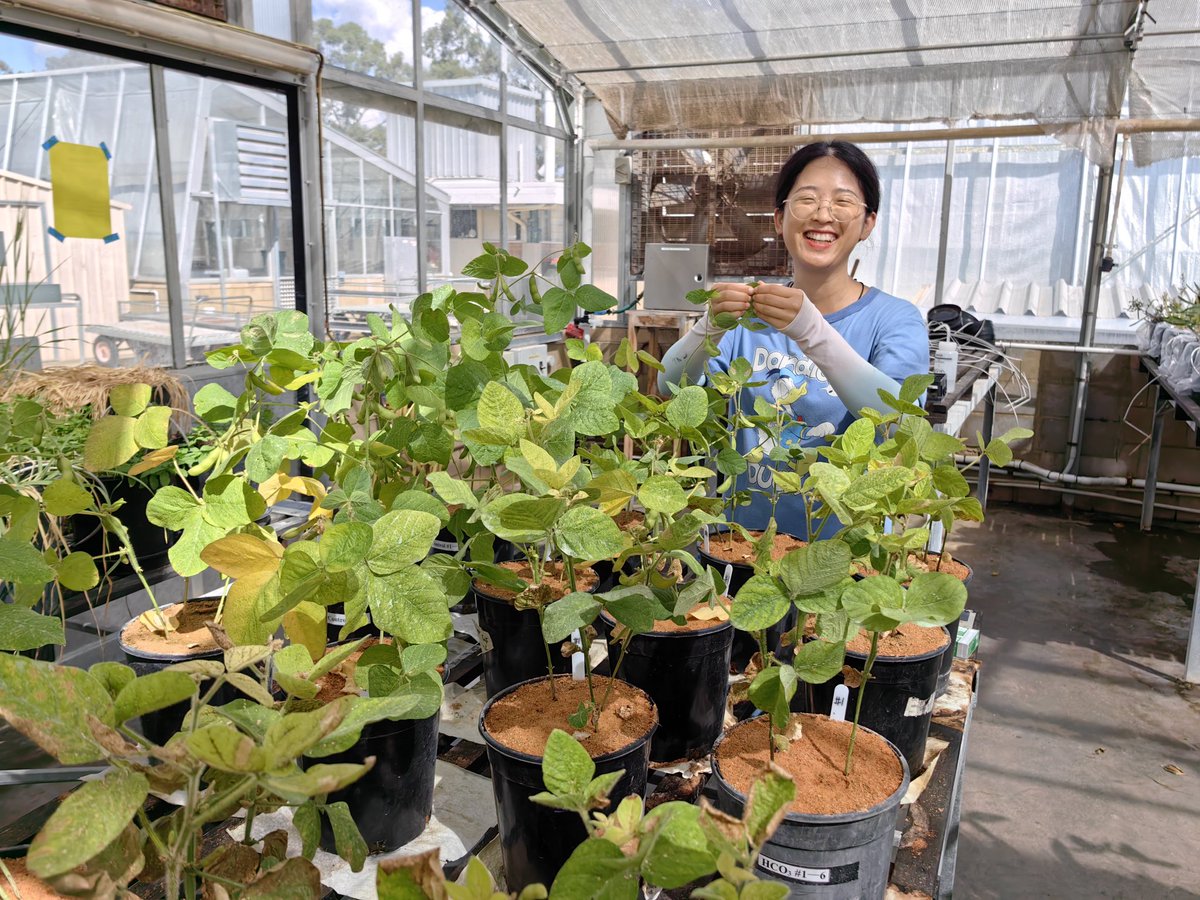 Chen_yinglong's tweet image. Glasshouse experiments to investigate interactive effects of low #phosphorus and #salinity/#flooding/#rhizosphere #micobes/#acidity/#drought  led by students &amp;amp; visitors

@UWAresearch @IOA_UWA @SAgE_UWA