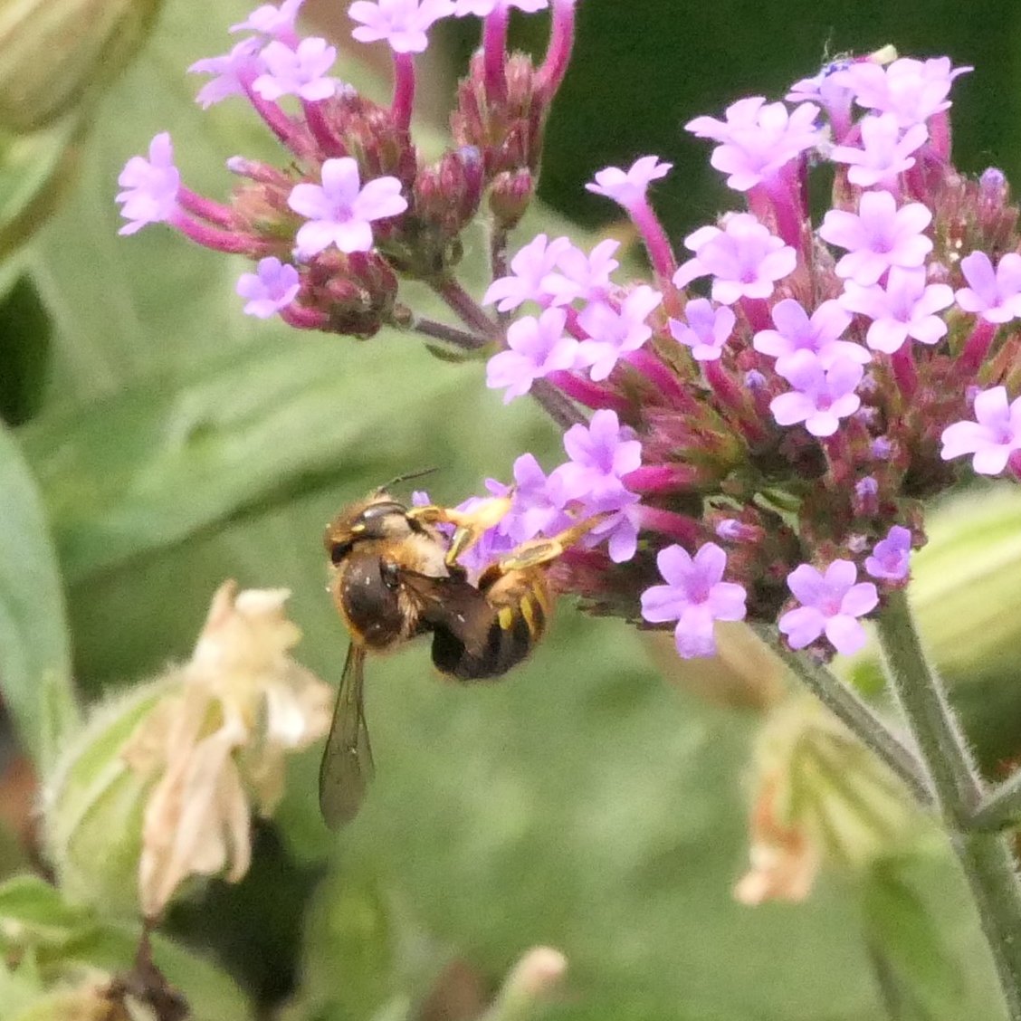 Nesquik1962's tweet photo. And the return of my #WoolCarderBee. Hello gorgeous ๐ @BumblebeeTrust #Bee #EastHam https://t.co/cPafNWGNcJ