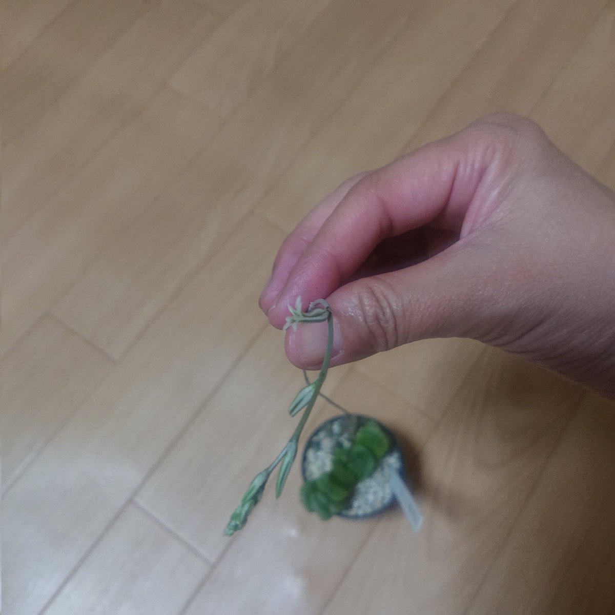 Milk_choco_poco's tweet image. 我が家の「ハオルチア玉扇」のお花が咲きました。「ハオルチア」のお花を生で見るのは初めて。てっぺんのつぼみはこれからだから楽しみ😊