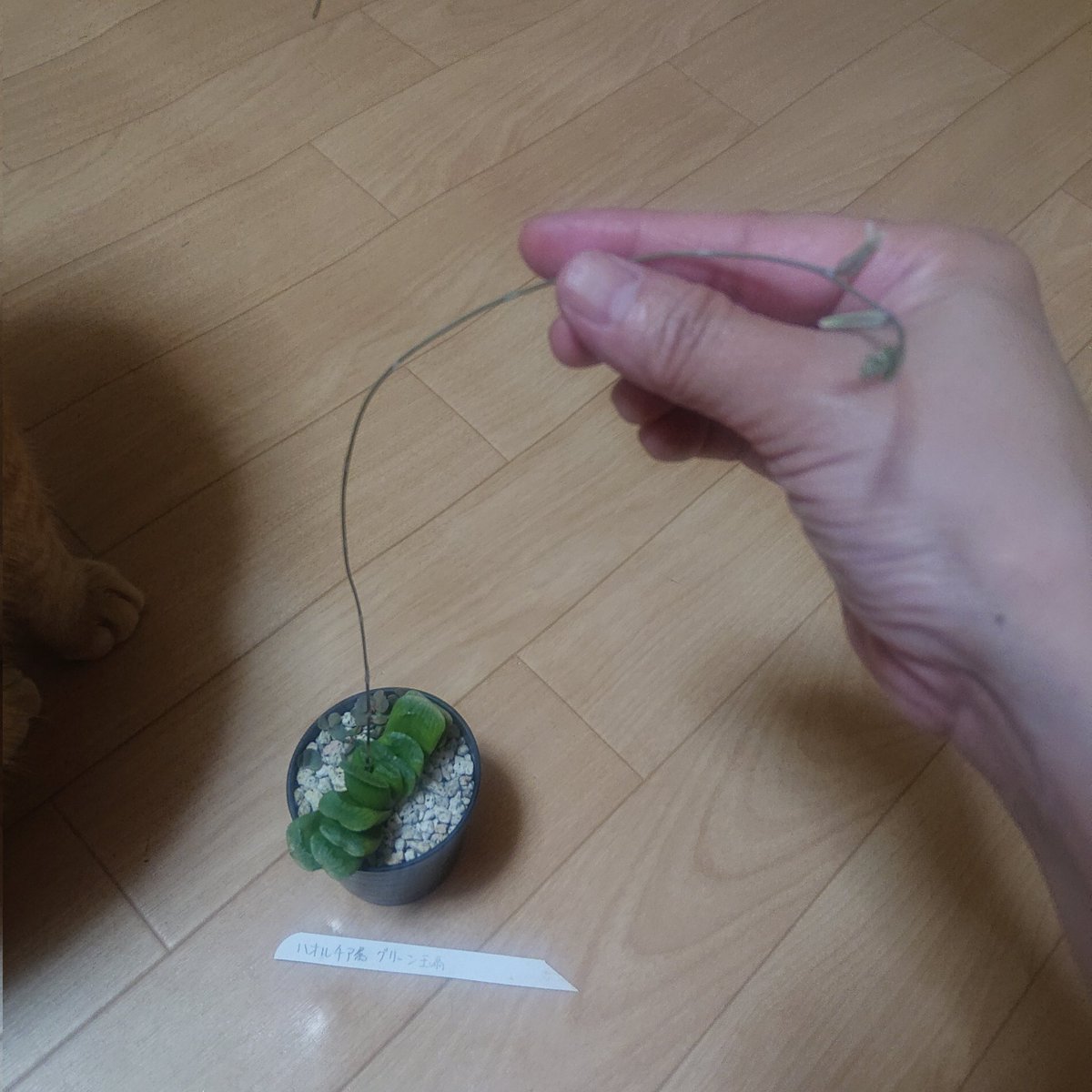 Milk_choco_poco's tweet image. 我が家の「ハオルチア玉扇」のお花が咲きました。「ハオルチア」のお花を生で見るのは初めて。てっぺんのつぼみはこれからだから楽しみ😊