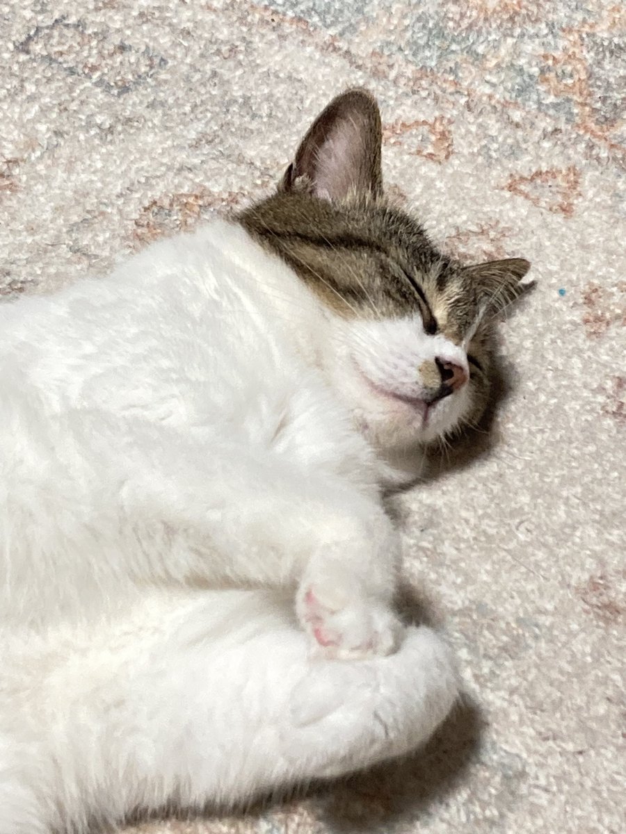 萩 (@goma0kinako) on Twitter photo 