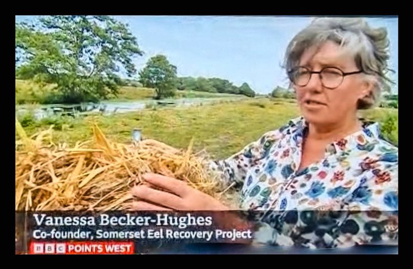 The_peoples_eel's tweet image. Watch us on iPlayer - BBC Points West - it’s all about eel recovery and raising the profile of the European Eel 🙂