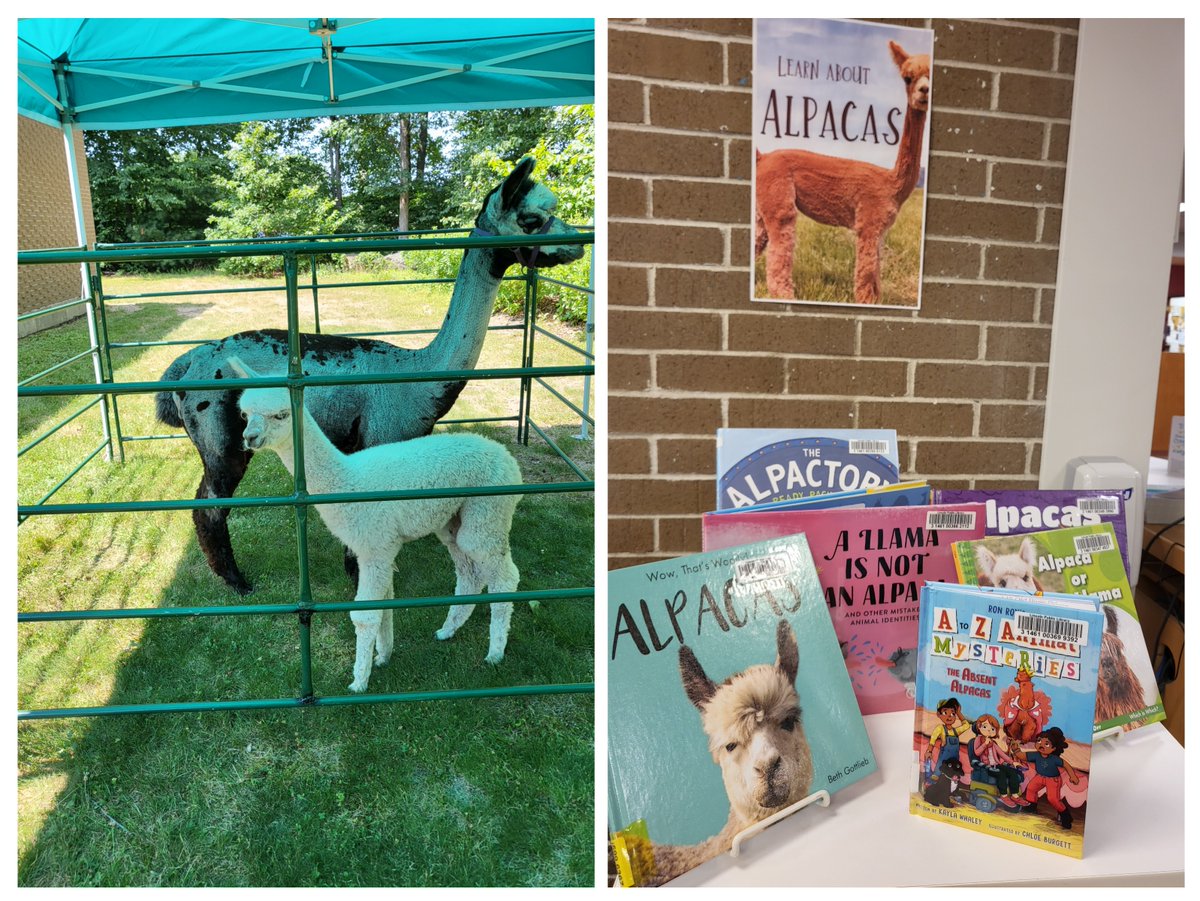 LinPubLibRI's tweet photo. Families learned about #alpacas yesterday when experts from Hidden Nook Alpaca Farm visited with us. The RI Summer Reading Program is supported by @olisri, the Institute of Museum and Library Services, & the Friends of the Lincoln Public Library. #RISummerReading #ReadRenewRepeat https://t.co/EjFkshgBri